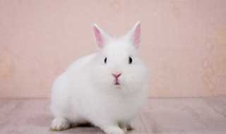 卯兔具体是什么意思?卯兔是什么意思(卯兔)