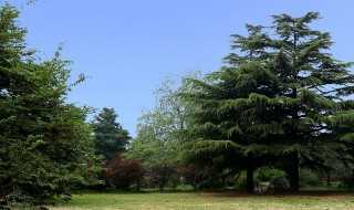 松树介绍 关于松树的简介