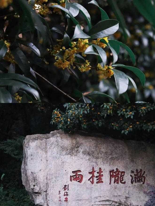 与桂花香撞个满怀！_杭州的秋天(西湖体育馆)