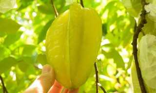 杨桃介绍?杨桃是什么(杨桃)