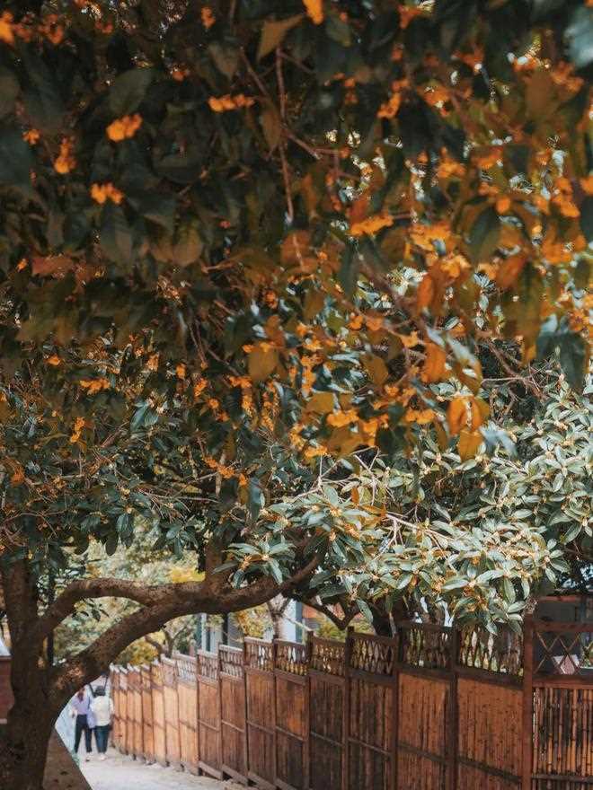 与桂花香撞个满怀！_杭州的秋天(西湖体育馆)