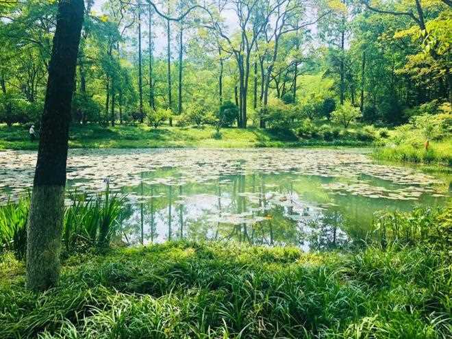 与桂花香撞个满怀！_杭州的秋天(西湖体育馆)