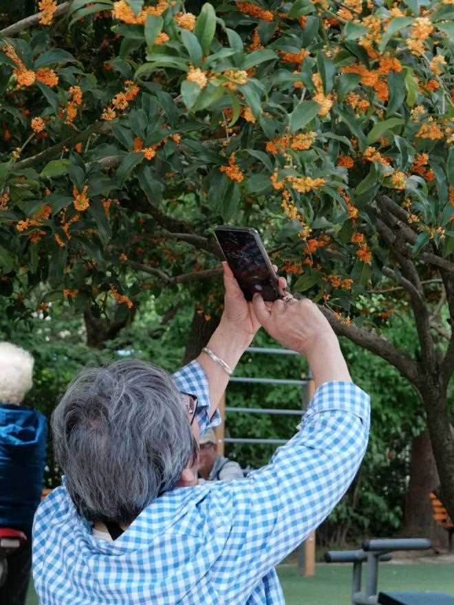 与桂花香撞个满怀！_杭州的秋天(西湖体育馆)