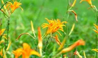 高高的青山上萱草花开放完整歌词?高高的青山上萱草花开放是什么歌(高高的青山上萱草花开放是什么歌)