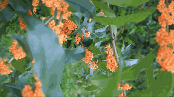 与桂花香撞个满怀！_杭州的秋天(西湖体育馆)