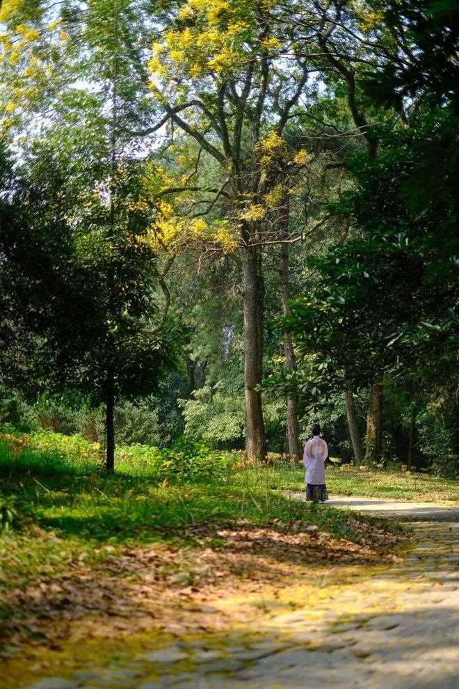 与桂花香撞个满怀！_杭州的秋天(西湖体育馆)