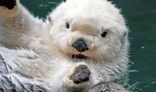 水獭介绍?水獭是什么动物(水獭)