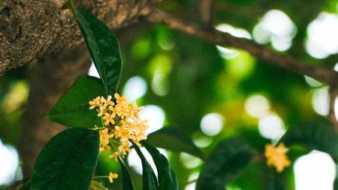 与桂花香撞个满怀！_杭州的秋天(西湖体育馆)