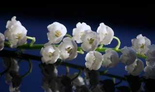 怎么养护铃兰呢?铃兰的养殖方法和注意事项(铃兰)