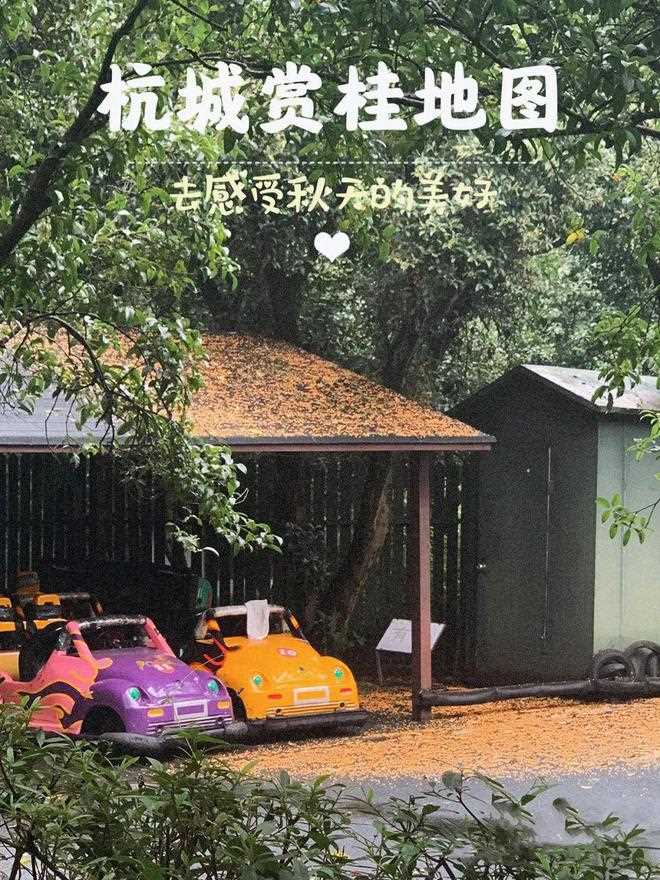 与桂花香撞个满怀！_杭州的秋天(西湖体育馆)