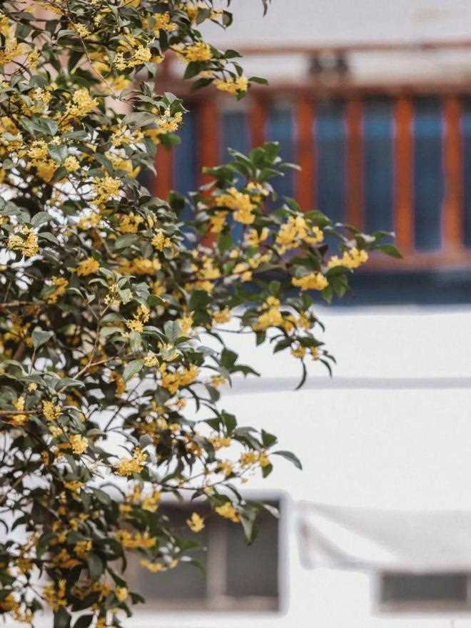 与桂花香撞个满怀！_杭州的秋天(西湖体育馆)