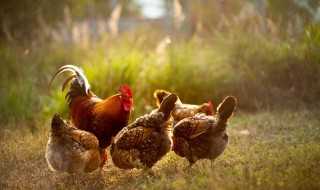 养殖户抓鸡技巧(放养鸡怎么抓)?(抓鸡)
