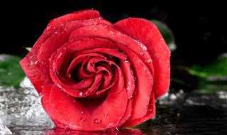 18朵玫瑰代表什么意思?18朵玫瑰代表什么(18朵玫瑰代表什么)