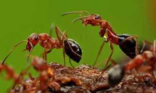 蚂蚁有没有牙齿_蚂蚁有牙齿吗?(蚂蚁的牙齿)