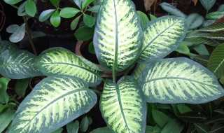 岁月是把杀猪刀的下一句是什么?岁月是把杀猪刀的下一句幽默(岁月就是把杀猪刀)