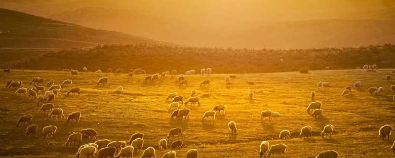 鸿雁传书的历史故事?鸿雁传书是哪个历史故事?(鸿雁传书的意思)
