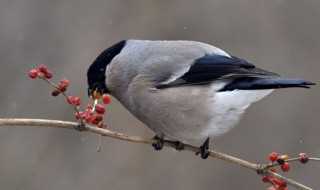 灰雀介绍?灰雀是什么(灰雀)