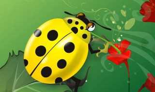 花大姐是啥昆虫?花大姐是什么昆虫(花大姐)