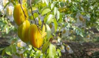 狼来了打一水果应该是什么呢?狼来了打一水果(狼来了打一水果)