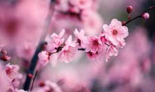 腊梅和梅花的区别是什么?腊梅和梅花的区别(腊梅与梅花有什么区别)