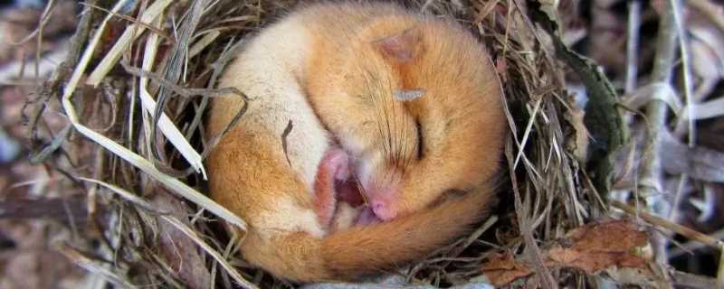 哪些动物会冬眠（哪些动物会冬眠100种）?(冬眠的动物)