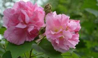 泡泡花学名是什么?泡泡花是一种什么花(泡泡花)