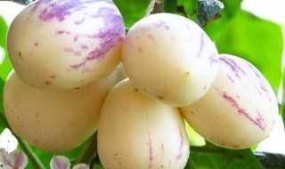 人参果怎么样种植?人参果种植方法(人参果种植)