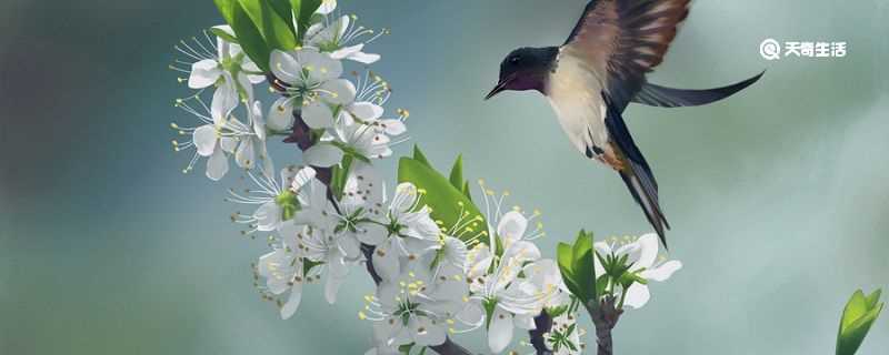飞鸟集内容摘要_飞鸟集主要内容(飞鸟集内容简介)
