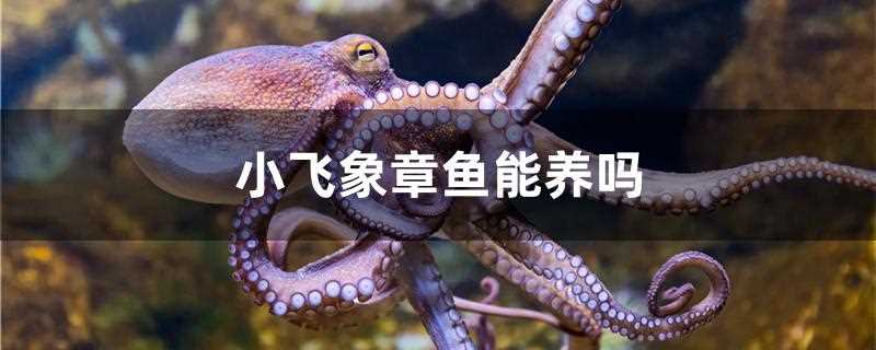 小飞象章鱼能养吗?(小飞象章鱼长什么样)?
