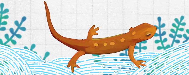 蝾螈有毒么(蝾螈有没有毒)