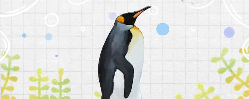 企鹅会吃鱼吗?企鹅吃鱼吗?