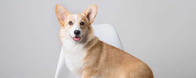 败犬是什么?败犬的意思是什么