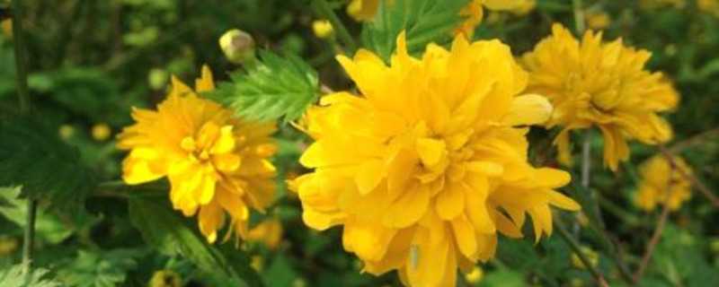 棣棠花花语_棣棠花花语和寓意