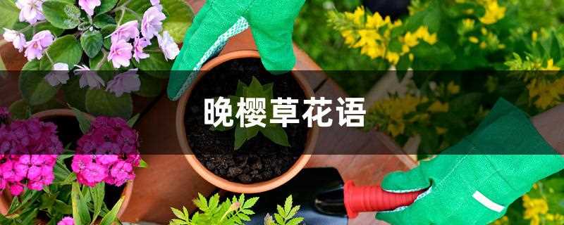 晚樱草花语(晚樱的花语)