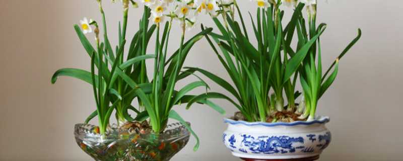 水仙花盆还能养什么花(养水仙花的盆)?