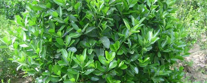 法国冬青种植方法(法国冬青移栽注意)