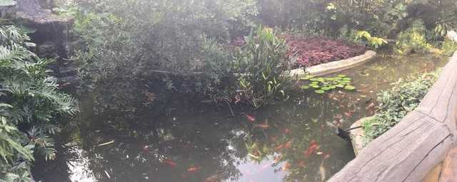 潭中鱼可百许头上一句?潭中鱼可百许头可是什么意思?