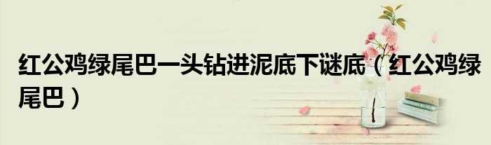 红公鸡绿尾巴_红公鸡绿尾巴一头钻进泥底下谜底(红公鸡绿尾巴)