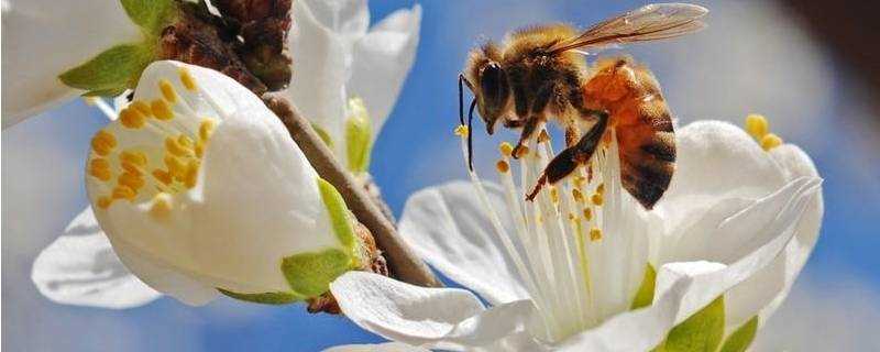 蜜蜂怎么采花蜜(蜜蜂怎么采花蜜的视频)?