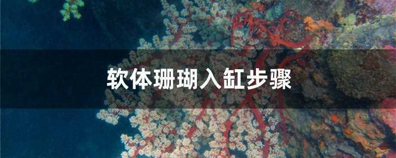 珊瑚入缸需要注意什么?软体珊瑚入缸步骤