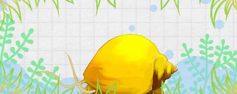 黄金螺怎么养壳好(黄金螺怎么养)?