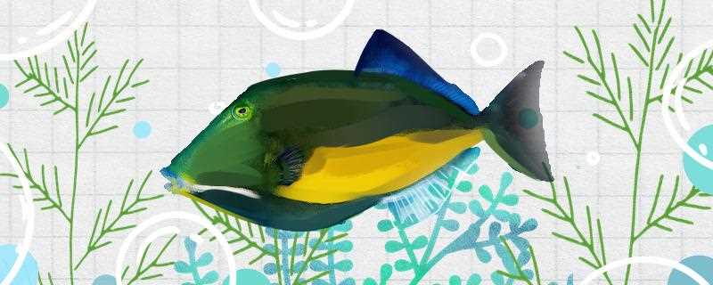 炮弹鱼怎么养(炮弹鱼能和什么鱼混养)?