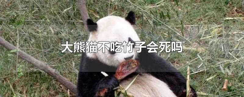 (大熊猫为什么不吃肉吃竹子呢)?大熊猫不吃竹子能活吗?