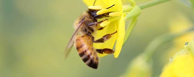 蜜蜂产蜜过程