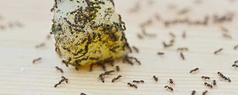 驱赶蚂蚁最有效的方法(蚂蚁出现的原因有哪些)