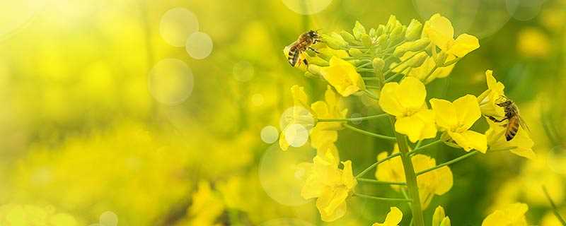 蜜蜂怎么采花蜜(蜜蜂采蜜是用头部又尖又细的口器)