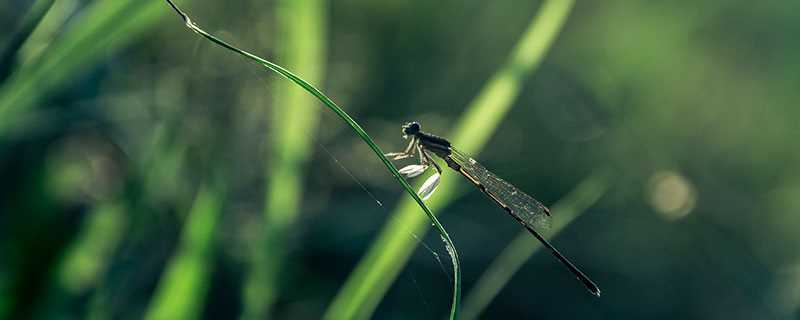 蜻蜓复眼的特点是什么(蜻蜓翅膀飞行力学的研究方法)