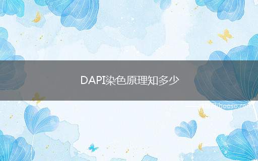 DAPI染色原理知多少(dapi染色常用于细胞凋亡检测)